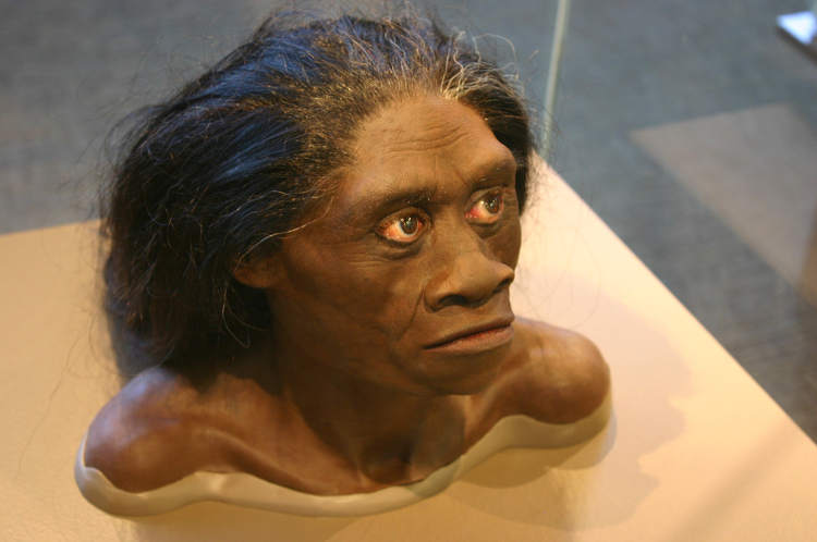 Parte do corpo do Homo floresiensis reproduzido Flickr/Reprodução