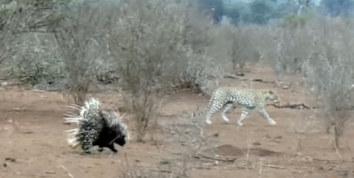 Leopardo tenta atacar dois porcos-espinhos e se dá mal