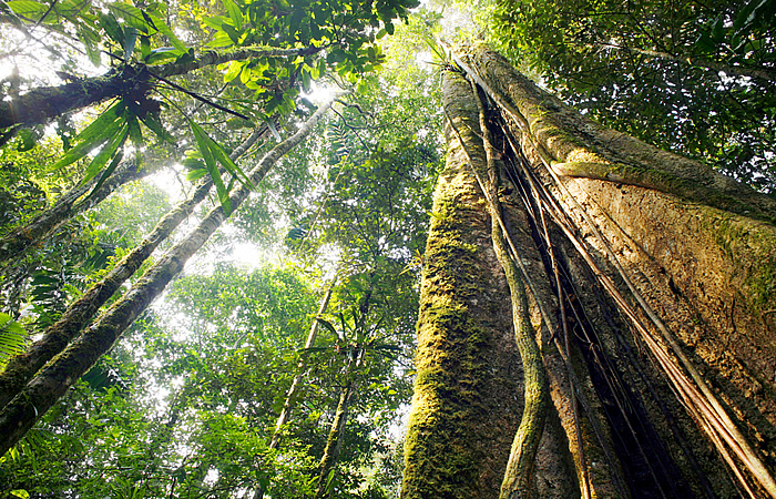 Brasil tem maior diversidade de árvores do mundo, diz estudo
