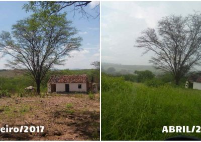 Chuvas levam o verde de volta ao Sertão