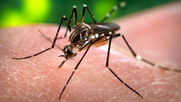 Cientistas acreditam que vírus Zika pode curar tumor cerebral