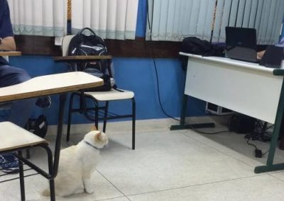 Gato se torna “aluno” mais conhecido de faculdade