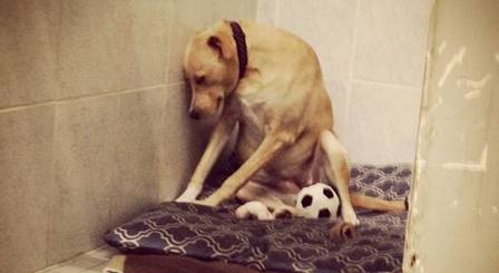 Após dois abandonos, “cadela mais triste do mundo” ganha novo lar