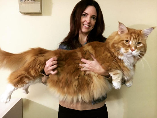 Maior gato do mundo espera recorde Guinness na Austrália