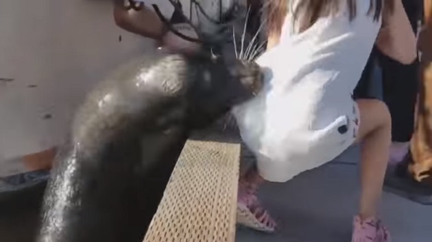 Menina atacada por leão marinho recebe tratamento para combater bactéria rara