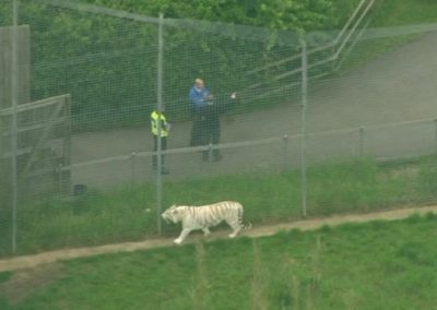 Cuidadora morre após ataque de tigre em zoológico