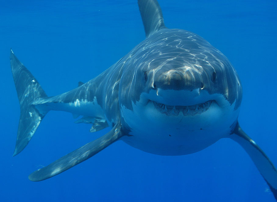 Pulseira que promete evitar ataque de tubarões chega ao Brasil
