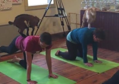 Yoga com cabras está virando mania nos Estados Unidos