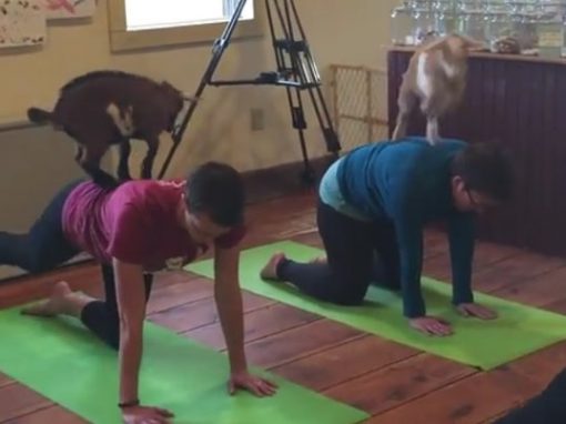 Yoga com cabras está virando mania nos Estados Unidos