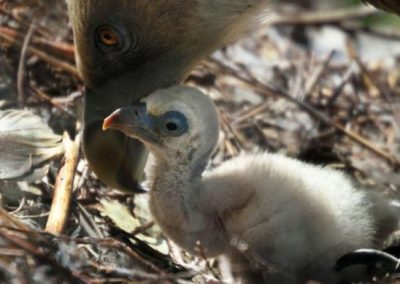 Abutres gays são pais com ovo de aluguel em zoo
