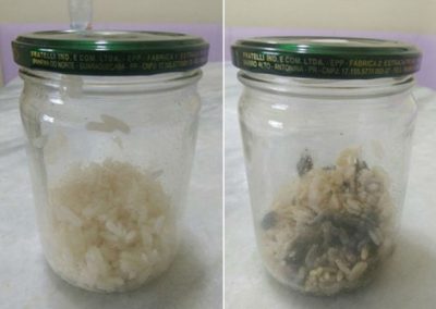 Palavras de amor e ódio mudam forma de arroz em experimento