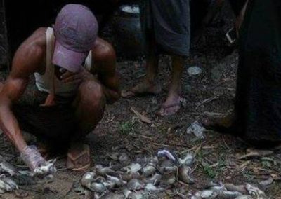 Sofrendo com invasão, ilha oferece recompensa para “caçadores” de ratos