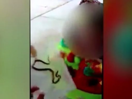 Em vídeo, mulher deixa filha de apenas um ano ser mordida por cobra