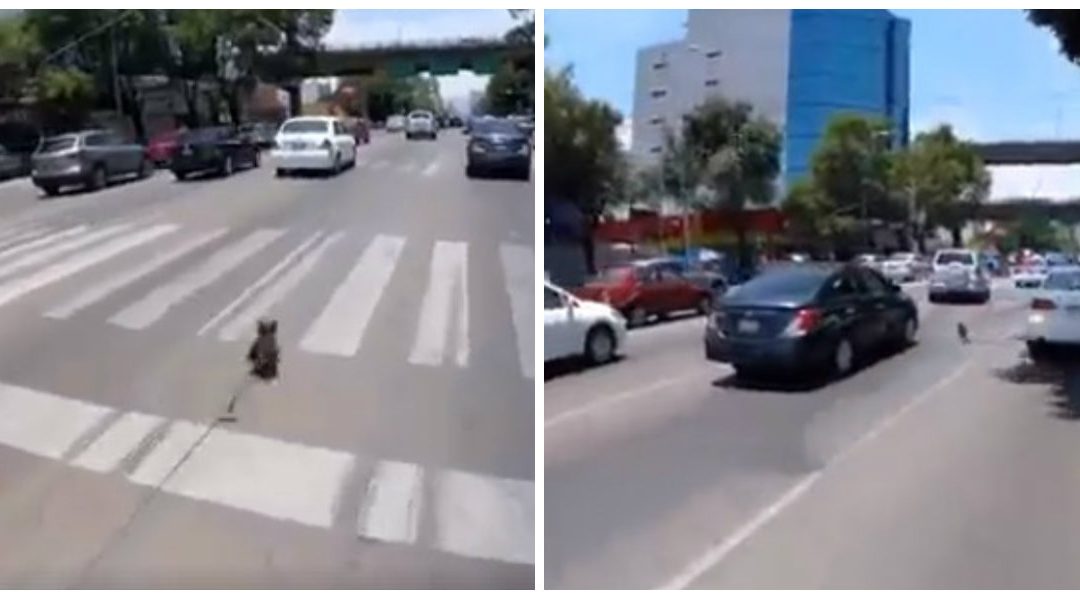 Cãozinho realiza fuga espetacular em pleno trânsito