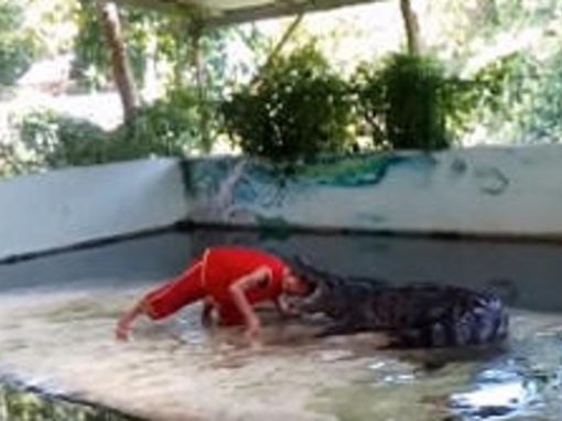 Crocodilo ataca adestrador durante apresentação