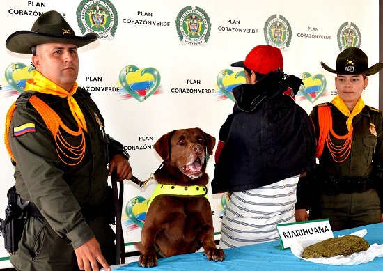 Cão farejador tem cabeça colocada a prêmio por narcotraficantes