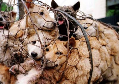 Consumidores defendem festa com consumo de carne de cachorro na China