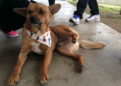 Mascote de escola, cão ajuda aluno com déficit de atenção