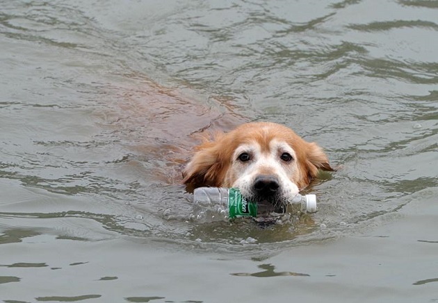 Cachorro já recolheu mais de duas mil garrafas de rio poluído na China