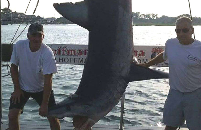Pescadores capturam tubarão com mais de três metros