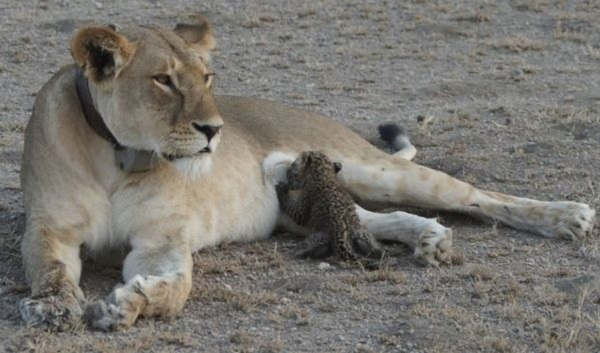 Em acontecimento inédito, leoa adota e amamenta filhote de leopardo