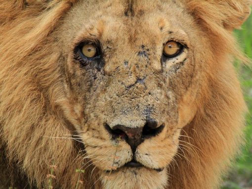 Garota de 10 anos é morta por leão em ida ao banheiro durante a noite