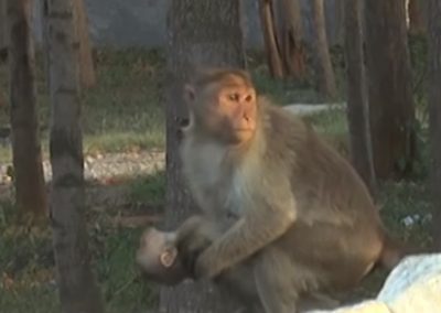 Macaca comove ao carregar corpo de filhote morto por dias