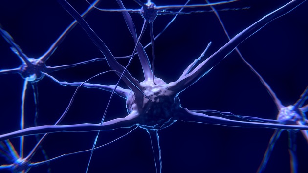 Estudo indica possibilidade de apagar lembranças a partir de neurônios