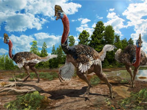 Cientistas acham fóssil de dinossauro com crista e plumas