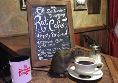 Café temático com ratos é inaugurado nos EUA