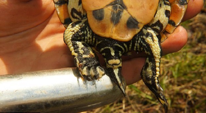 Estudo usa vibradores para identificar sexo de tartarugas