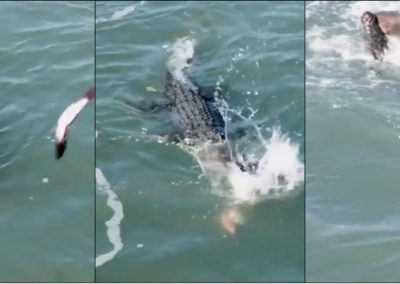 Vídeo flagra disputa por peixe entre crocodilo e tubarão