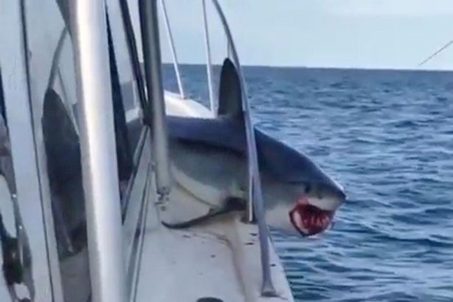 Vídeo mostra tubarão fugindo de barco após ser pescado