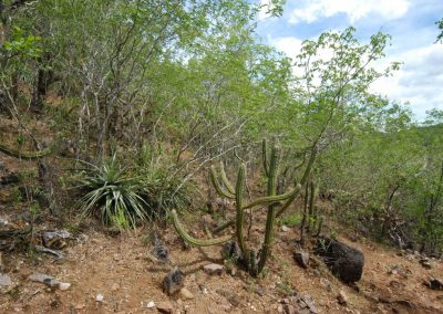 Biocombustíveis, uma ideia que ainda não “decolou”