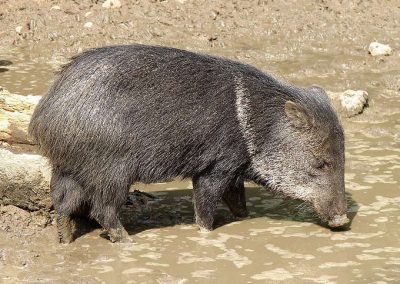 Venezuelanos roubam animais de zoológico para comer