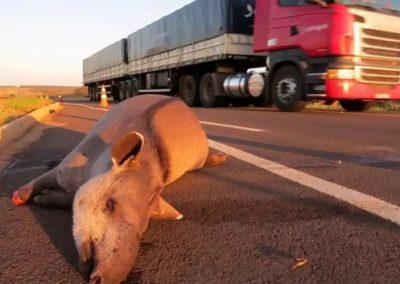Bióloga cria sistema para evitar atropelamento de animais