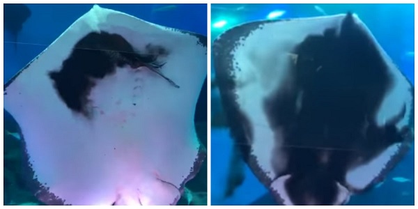 Arraia devora lula e provoca gritos de pânico em aquário japonês
