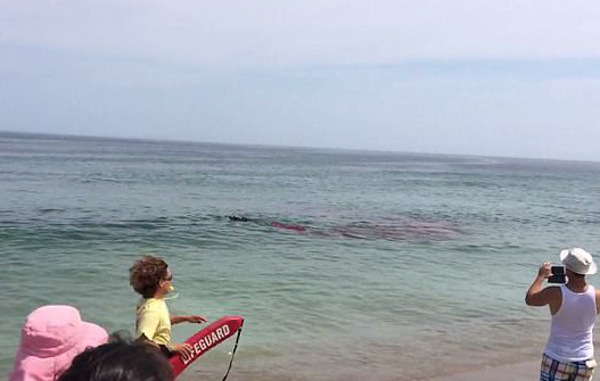 Praia fecha após banhistas filmarem tubarão atacando foca