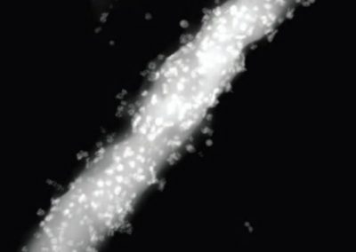 Estudo cria bactéria ciborgue que faz do Sol, combustível