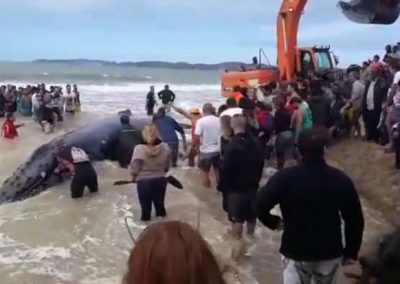 Baleia de 10 metros encalha em praia brasileira