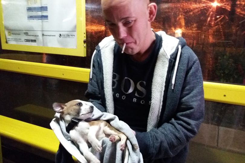 Cão morre após erro de veterinário e protetora sofre para salvar pets