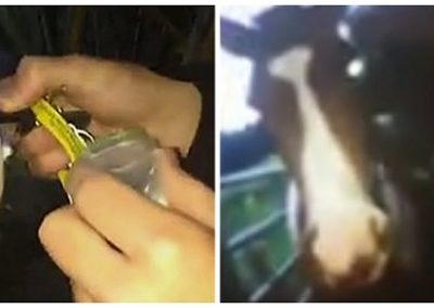 Jovens fazem cavalo cheirar cocaína e publicam vídeo online