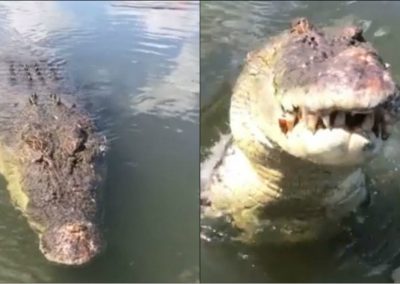 Crocodilo de 5 metros tenta atacar homem que o filmava