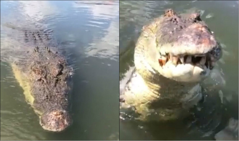 Crocodilo de 5 metros tenta atacar homem que o filmava