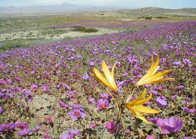 Fenômeno raro do deserto de Atacama faz flores germinarem