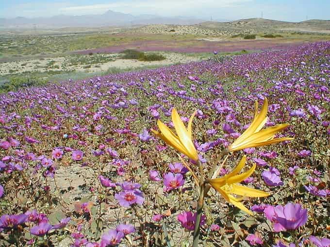 Fenômeno raro do deserto de Atacama faz flores germinarem