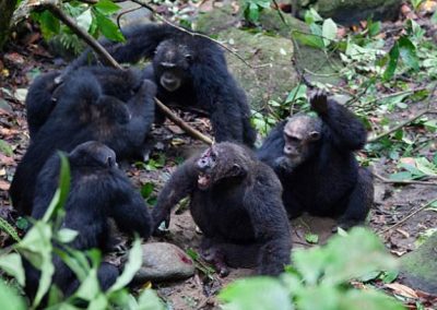 Vídeo mostra golpe de grupo de chimpanzés ao atacar e tirar macho-alfa de liderança