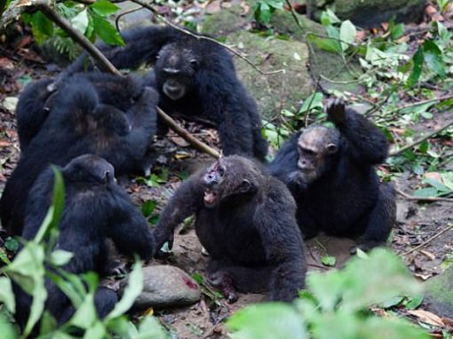 Vídeo mostra golpe de grupo de chimpanzés ao atacar e tirar macho-alfa de liderança