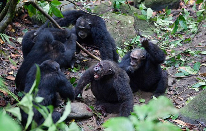Vídeo mostra golpe de grupo de chimpanzés ao atacar e tirar macho-alfa de liderança