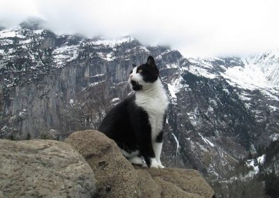 Gato salva homem perdido e com pé torcido nos Alpes